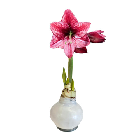 White Wax Amaryllis Bulbs