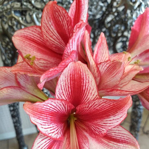 Lavender Base Amaryllis Bulbs