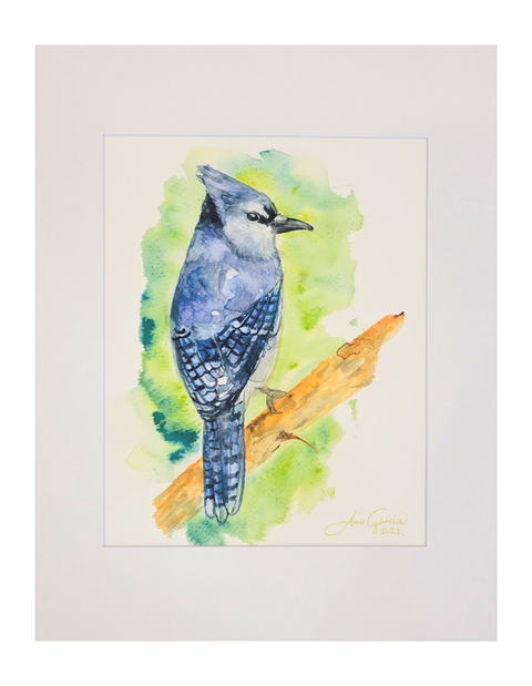 "Blue Jay II" Matted Art Print 11x14