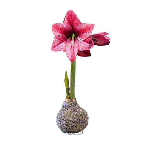 Lavender Base Amaryllis Bulbs