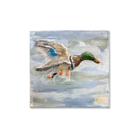 Mallard drake in flight on 10x10 canvas, paper mache art by Annie Aymond