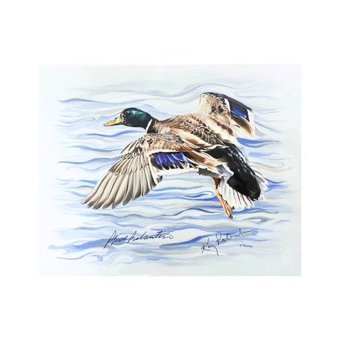 "Mallard Drake" Art Print