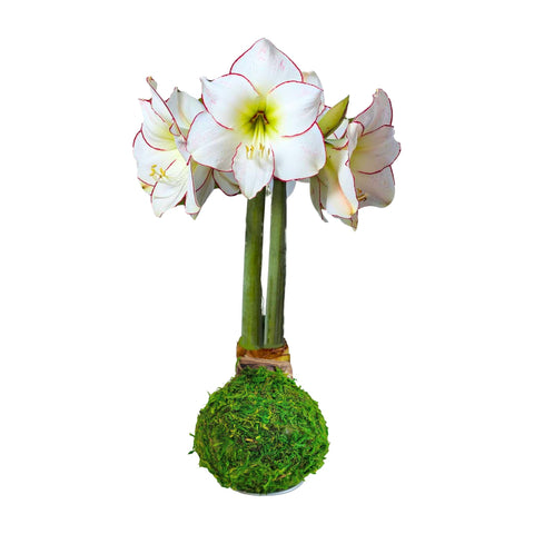 Moss Base Amaryllis Bulbs