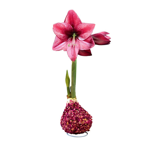 Rose Petal Base Amaryllis Bulbs