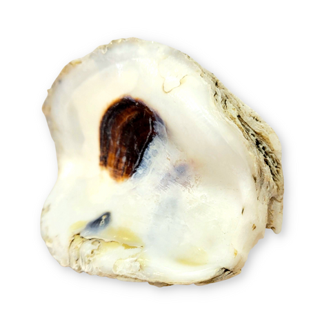 Standing Oyster Trinket